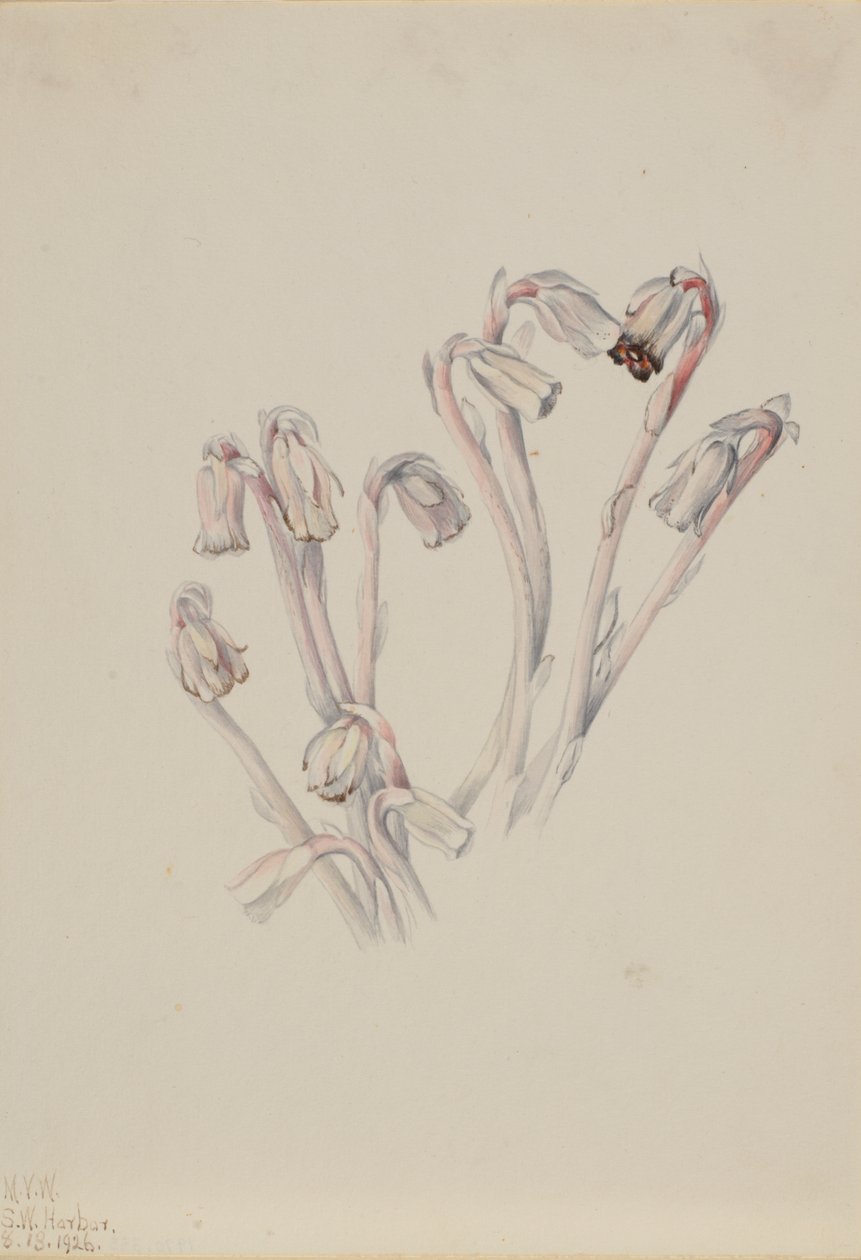 Indian Pipe Monotropa uniflora, 1926 by Mary Vaux Walcott
