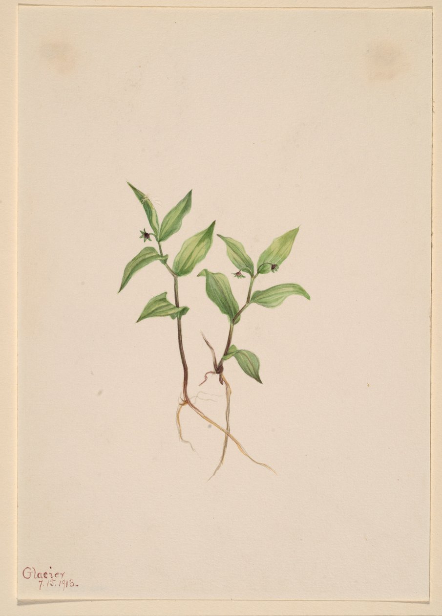 Kruhsea by Mary Vaux Walcott