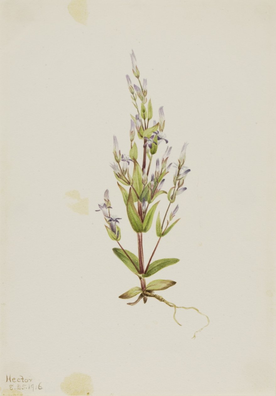 Ladder Gentian by Mary Vaux Walcott
