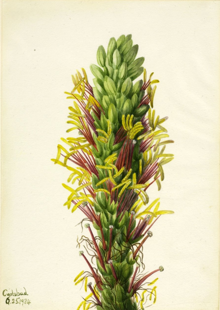 Lechuguilla by Mary Vaux Walcott