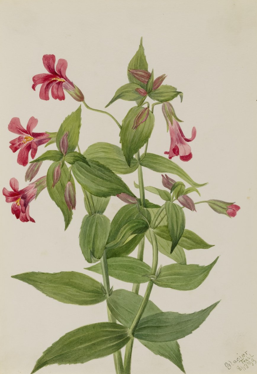 Lewis Monkey Flower by Mary Vaux Walcott