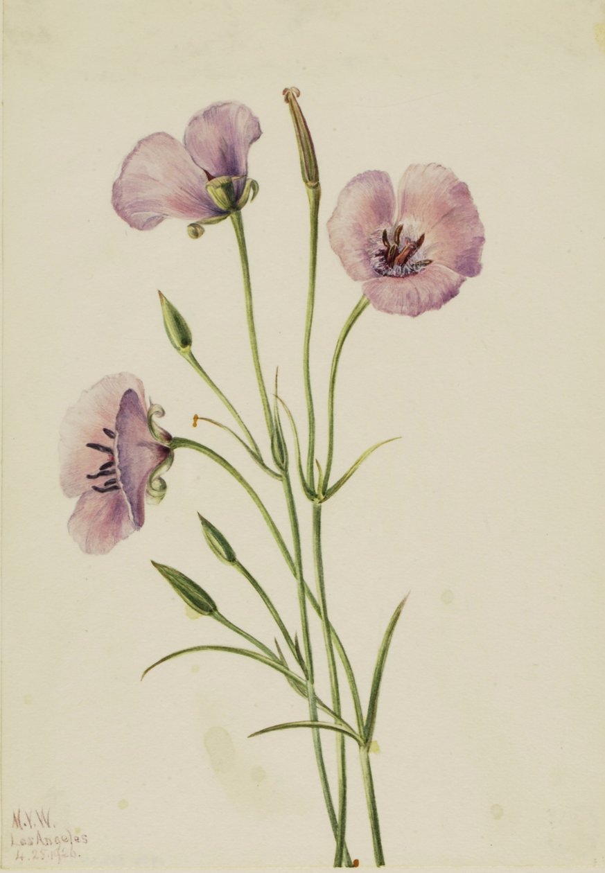 Lilac Mariposa by Mary Vaux Walcott