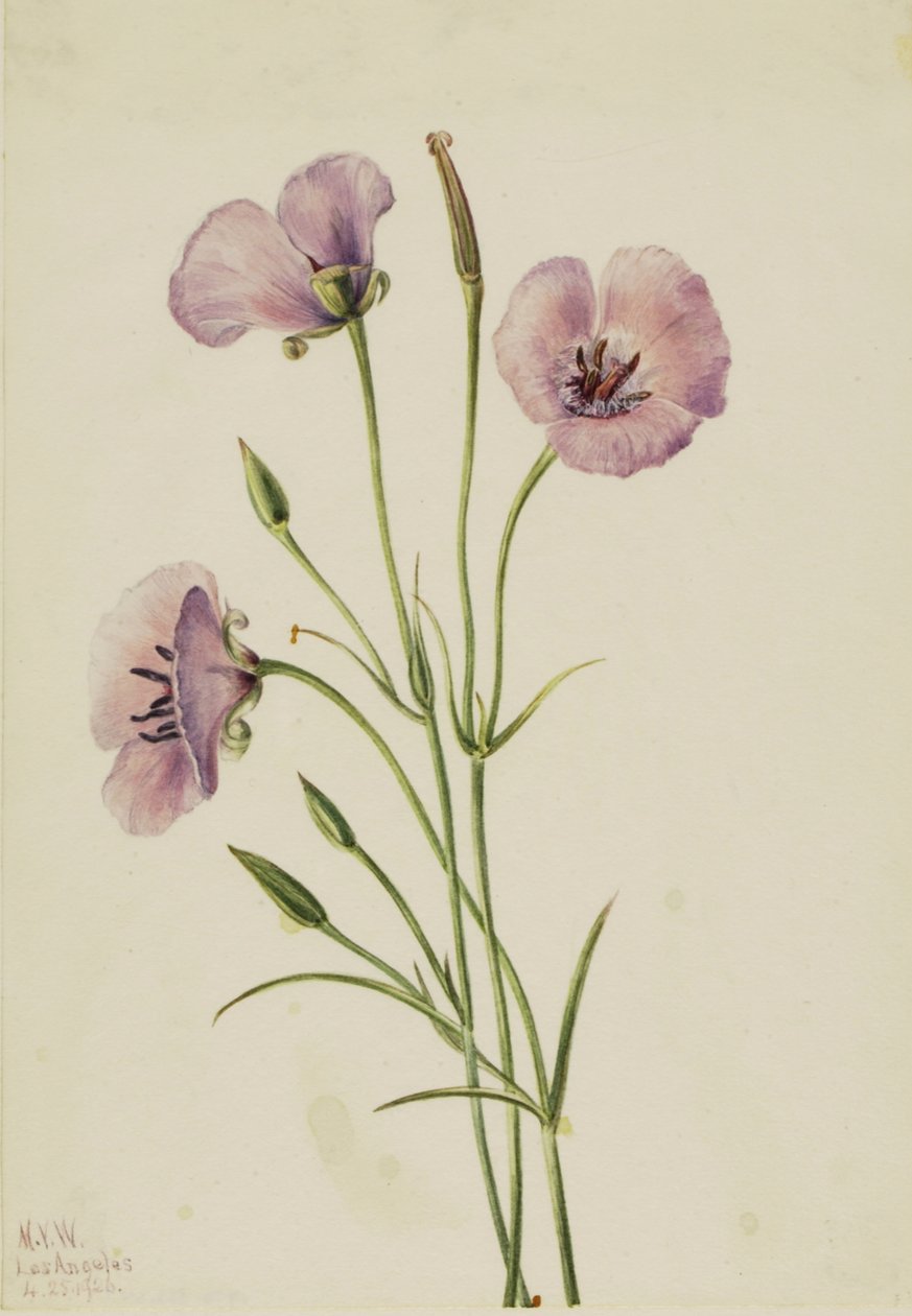 Lilac Mariposa Calochortus splendens, 1926 by Mary Vaux Walcott