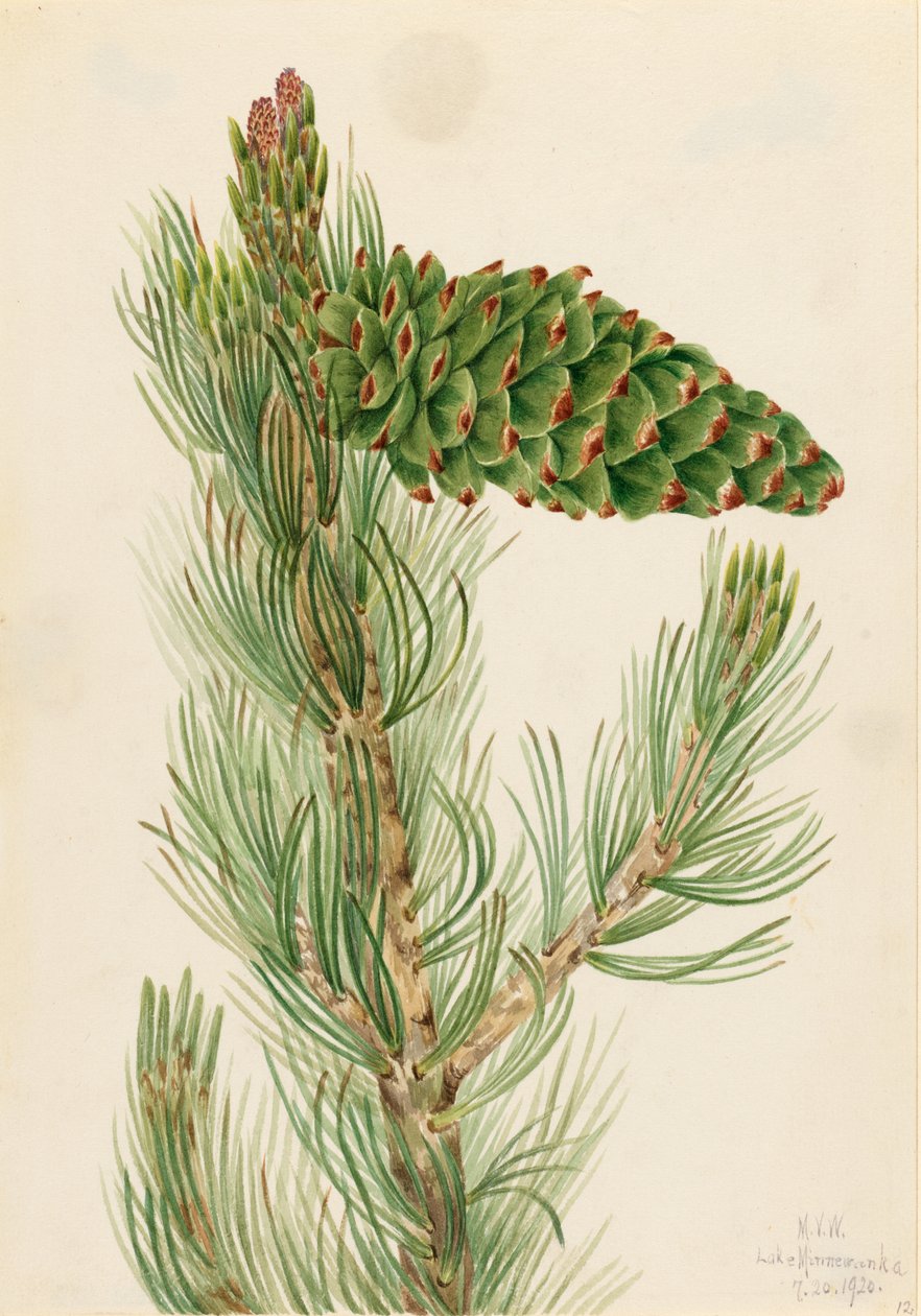 Limber Pine by Mary Vaux Walcott