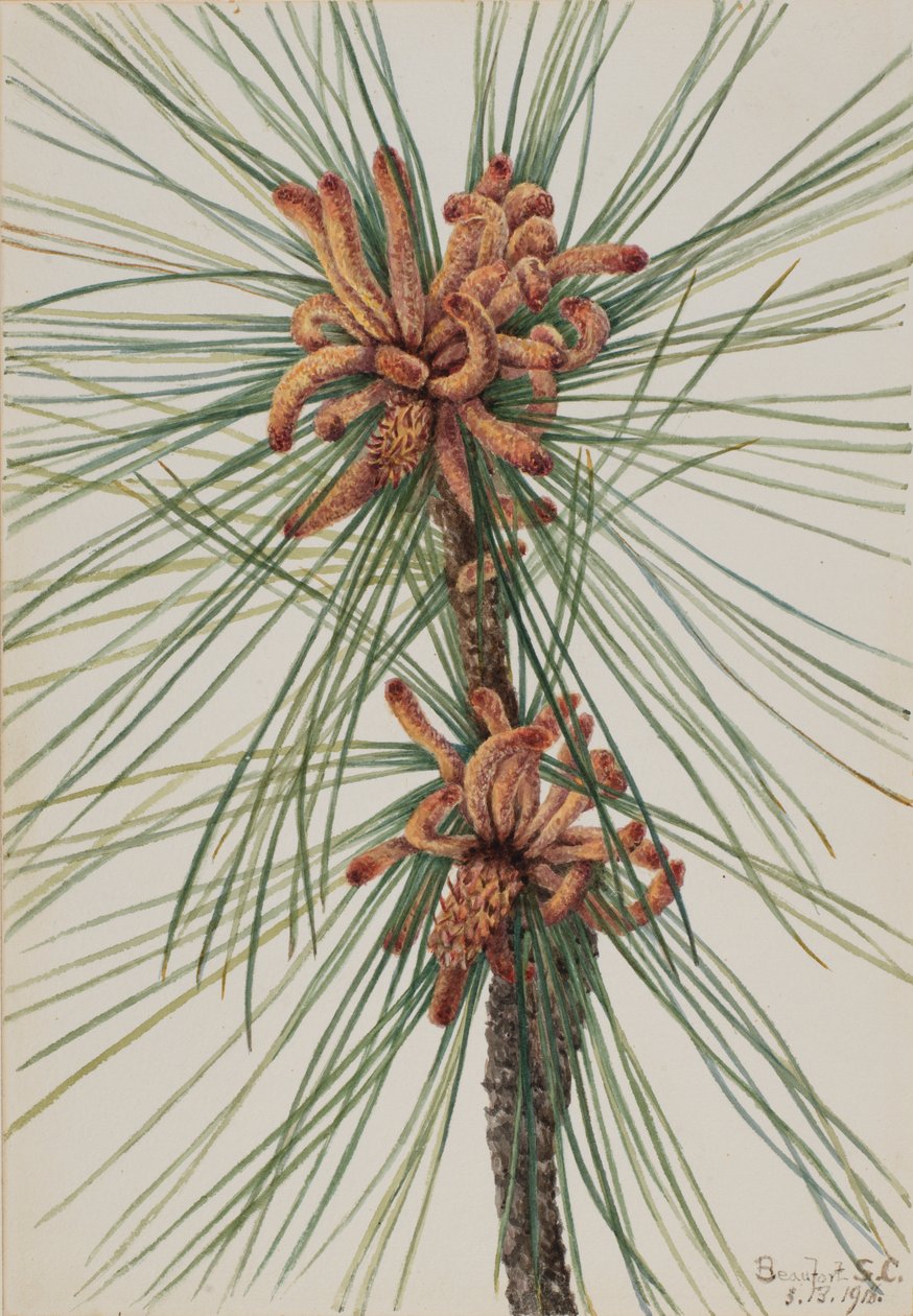 Loblolly Pine Pinus taeda, 1918.  by Mary Vaux Walcott