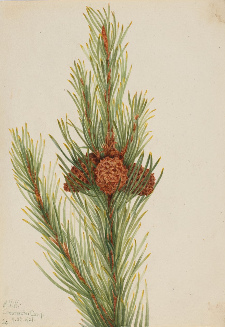 Lodgepole Pine Pinus Contorta murrayana, 1921.  by Mary Vaux Walcott