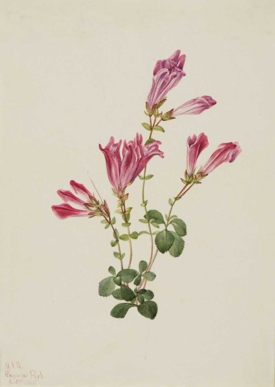 Menzies Pentstemon by Mary Vaux Walcott