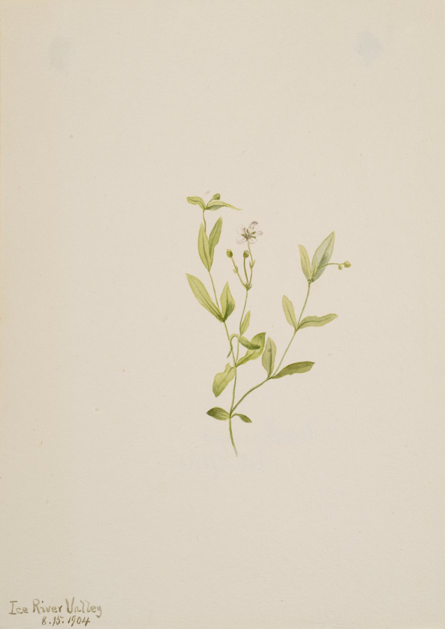 Moehringia laberiflora, 1904 by Mary Vaux Walcott