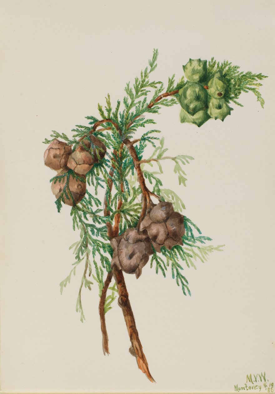 Monterey Cypress Cupressus macrocarpa, 1936.  by Mary Vaux Walcott