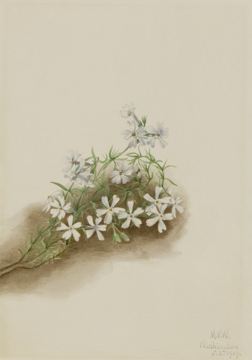 Moss Pink by Mary Vaux Walcott
