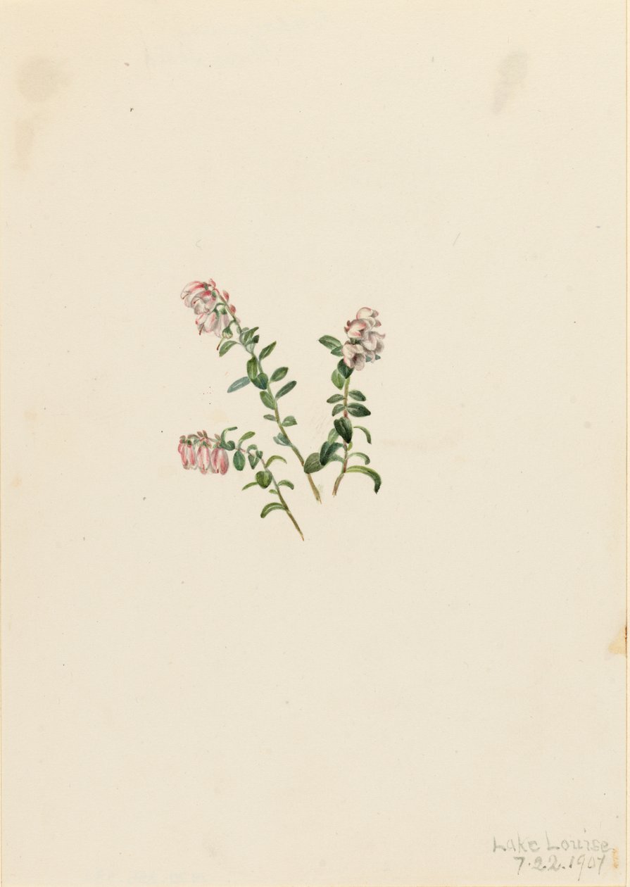 Mountain Cranberry Vaccinium vitisidaea minus by Mary Vaux Walcott