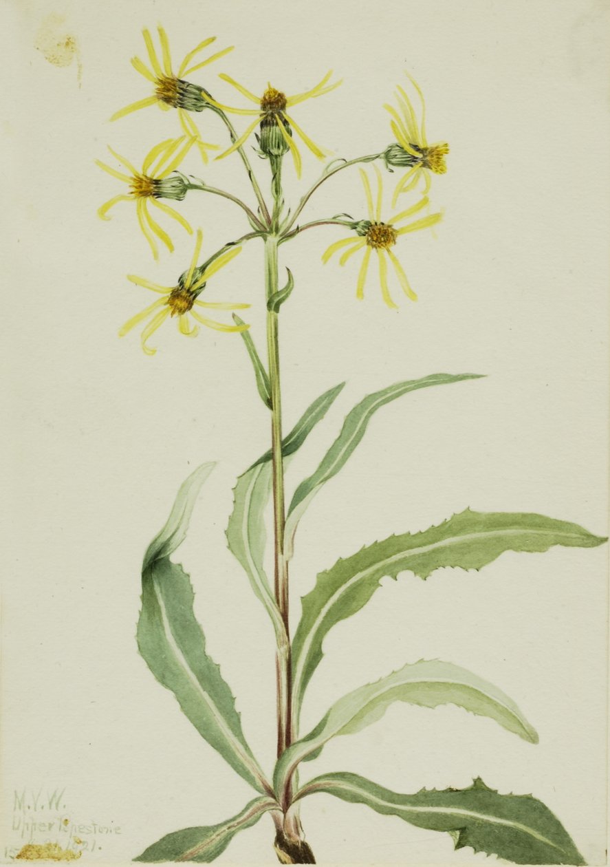 Mourning Groundsel by Mary Vaux Walcott