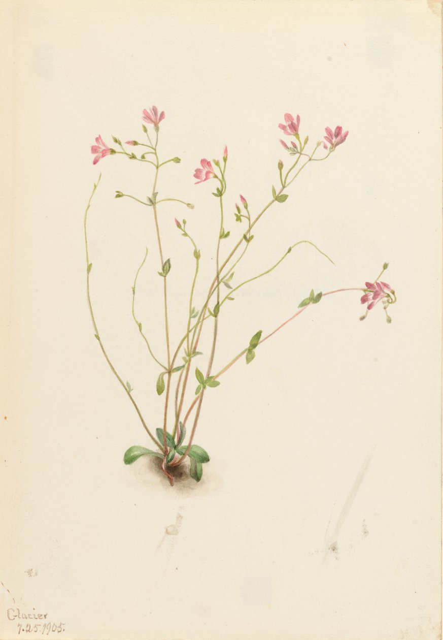 Naiad Spring Beauty Claytonia parvifolia, 1905 by Mary Vaux Walcott