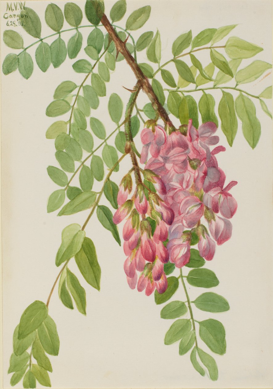 New Mexican Locust by Mary Vaux Walcott