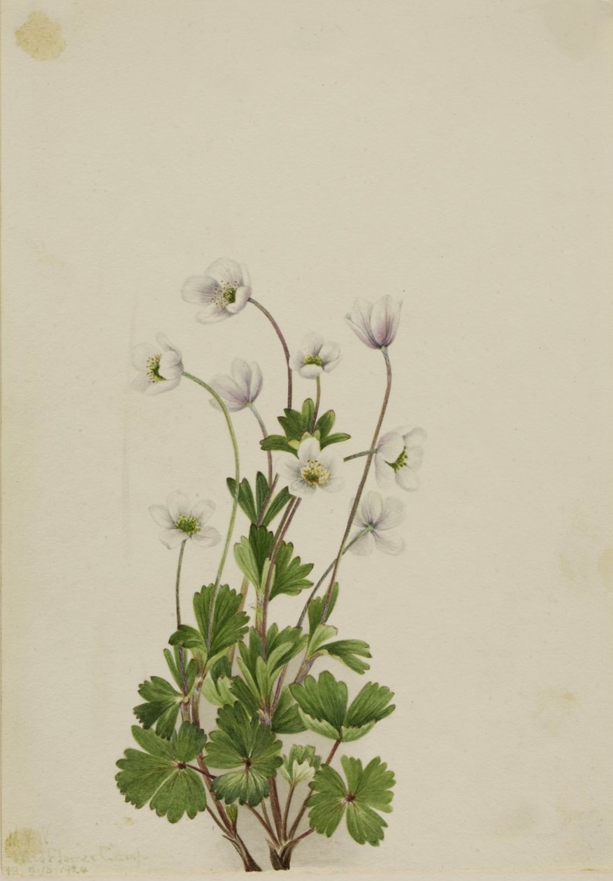 Northern Anemone by Mary Vaux Walcott