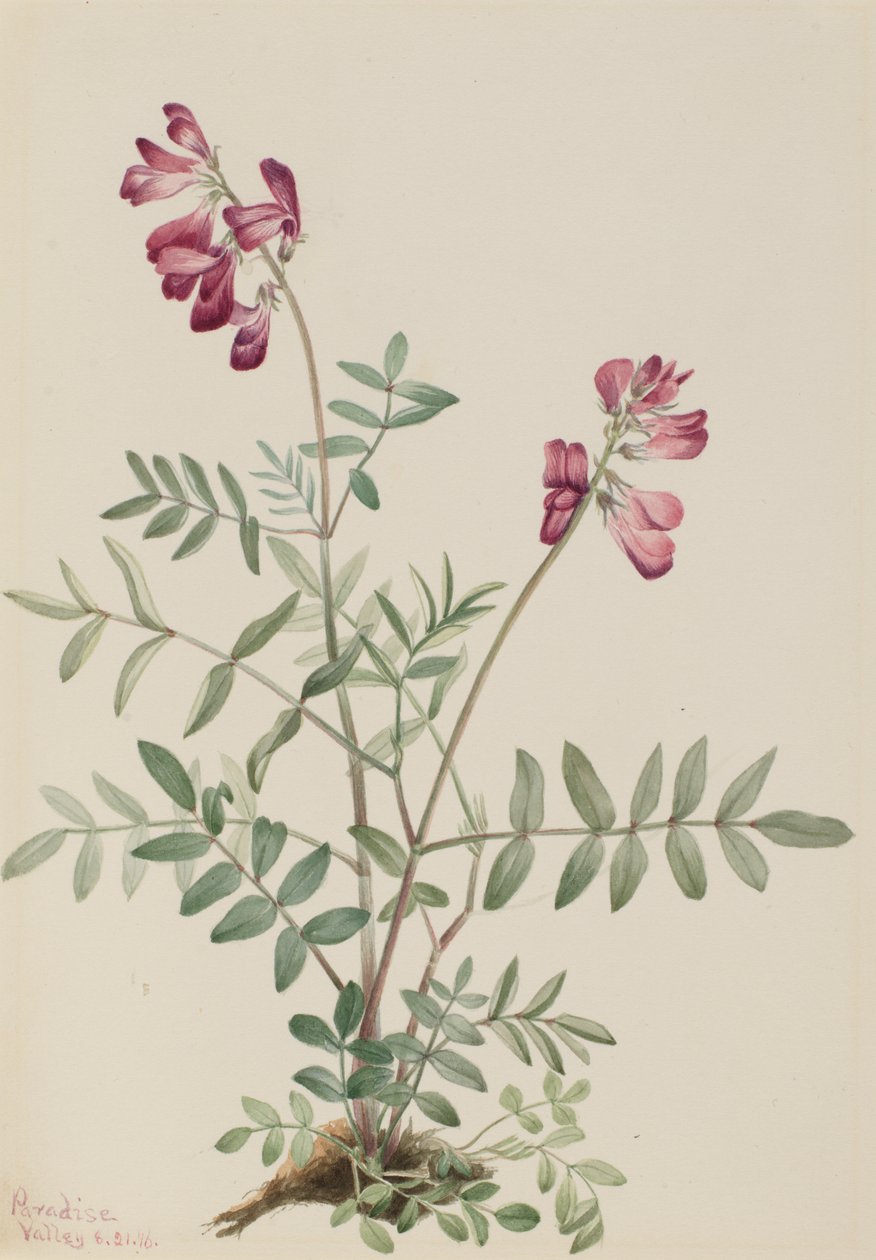 Northern Hedysarum Hedysarum Boreale by Mary Vaux Walcott