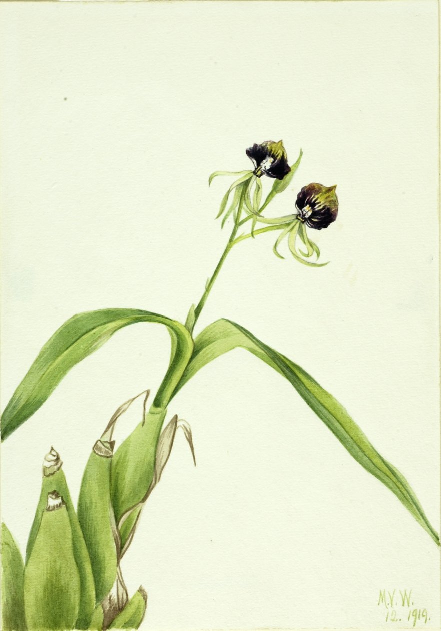 Orchid by Mary Vaux Walcott