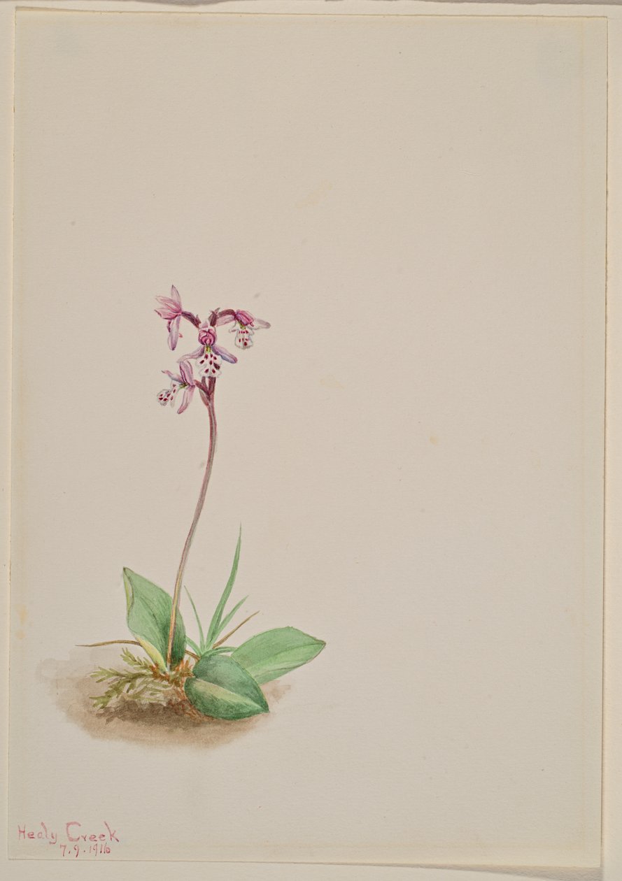 Orchis by Mary Vaux Walcott