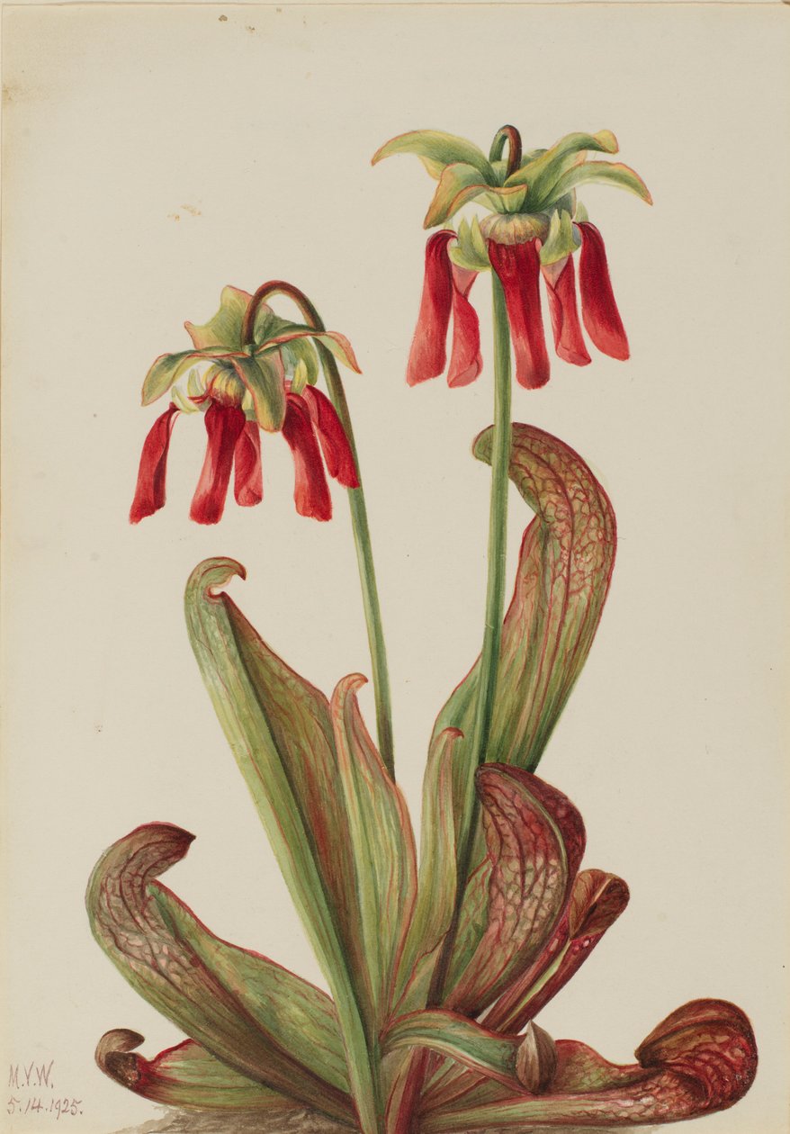 Parrot Pitcherplant by Mary Vaux Walcott
