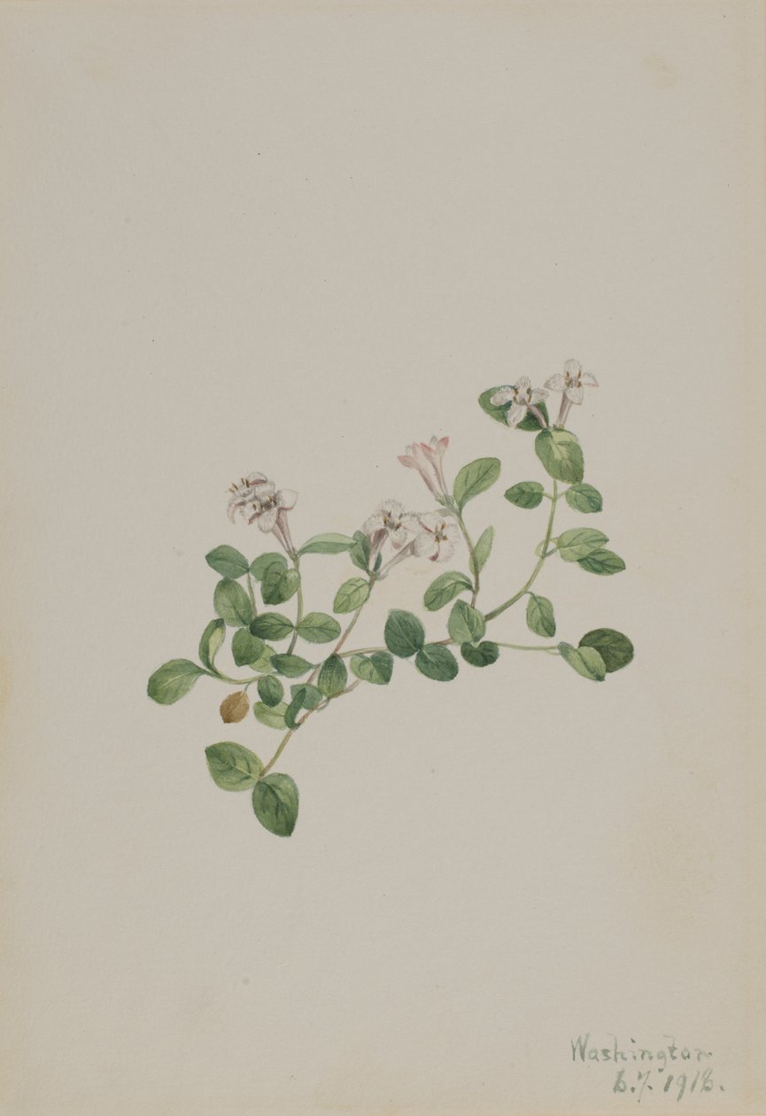 Partridgeberry by Mary Vaux Walcott