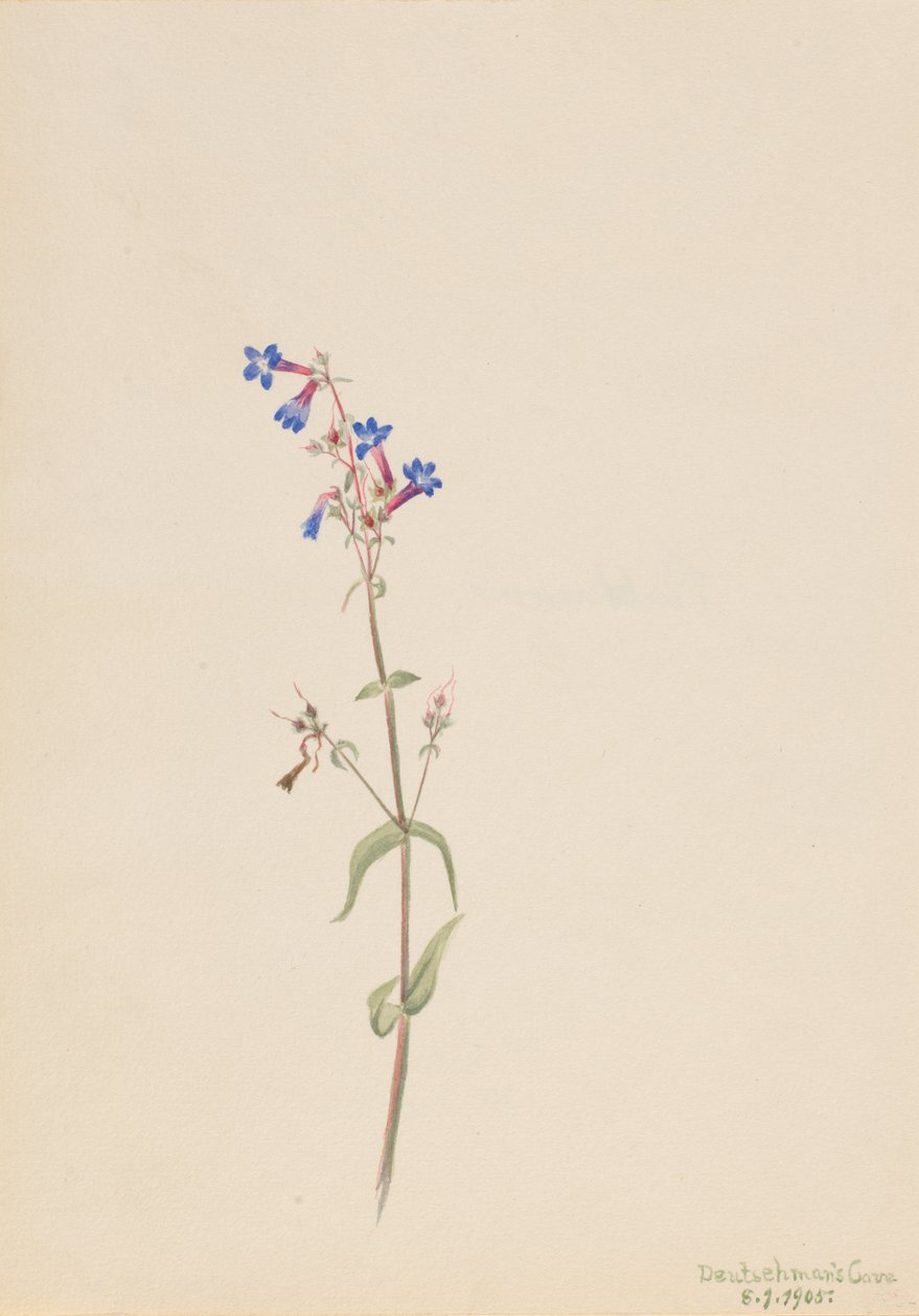 Pentstemon Pentstemon Procerus by Mary Vaux Walcott