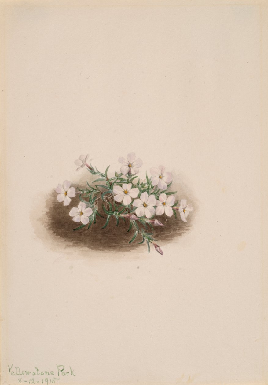 Phlox by Mary Vaux Walcott