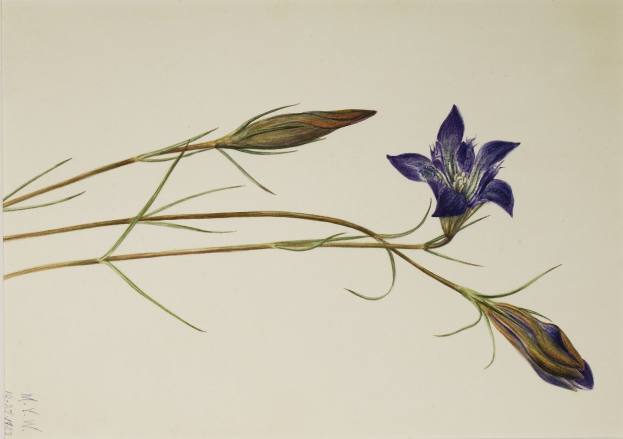 Pinebarren Gentian by Mary Vaux Walcott
