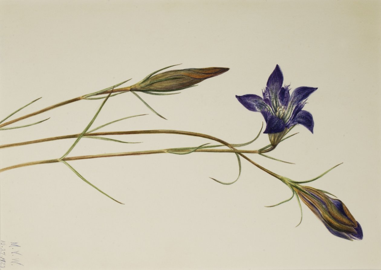 Pinebarren Gentian Gentiana Porphyrio by Mary Vaux Walcott