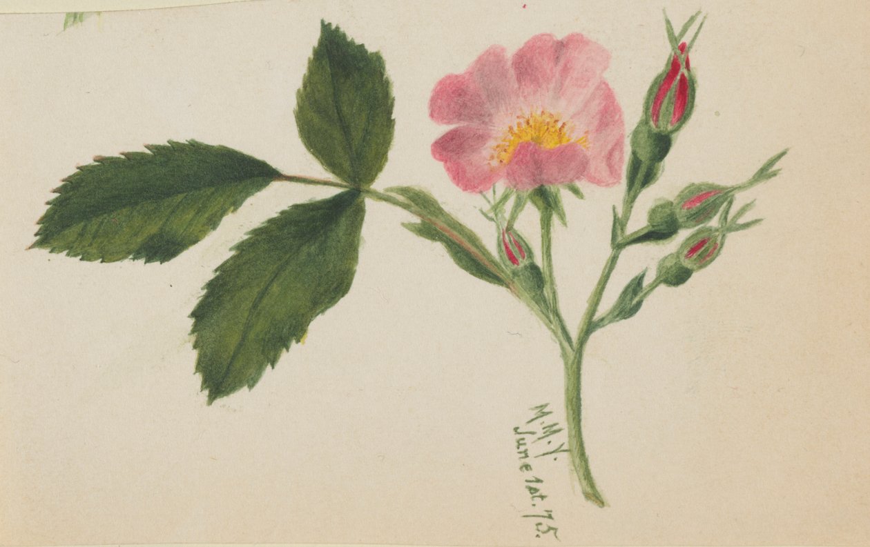 Pink Rose by Mary Vaux Walcott