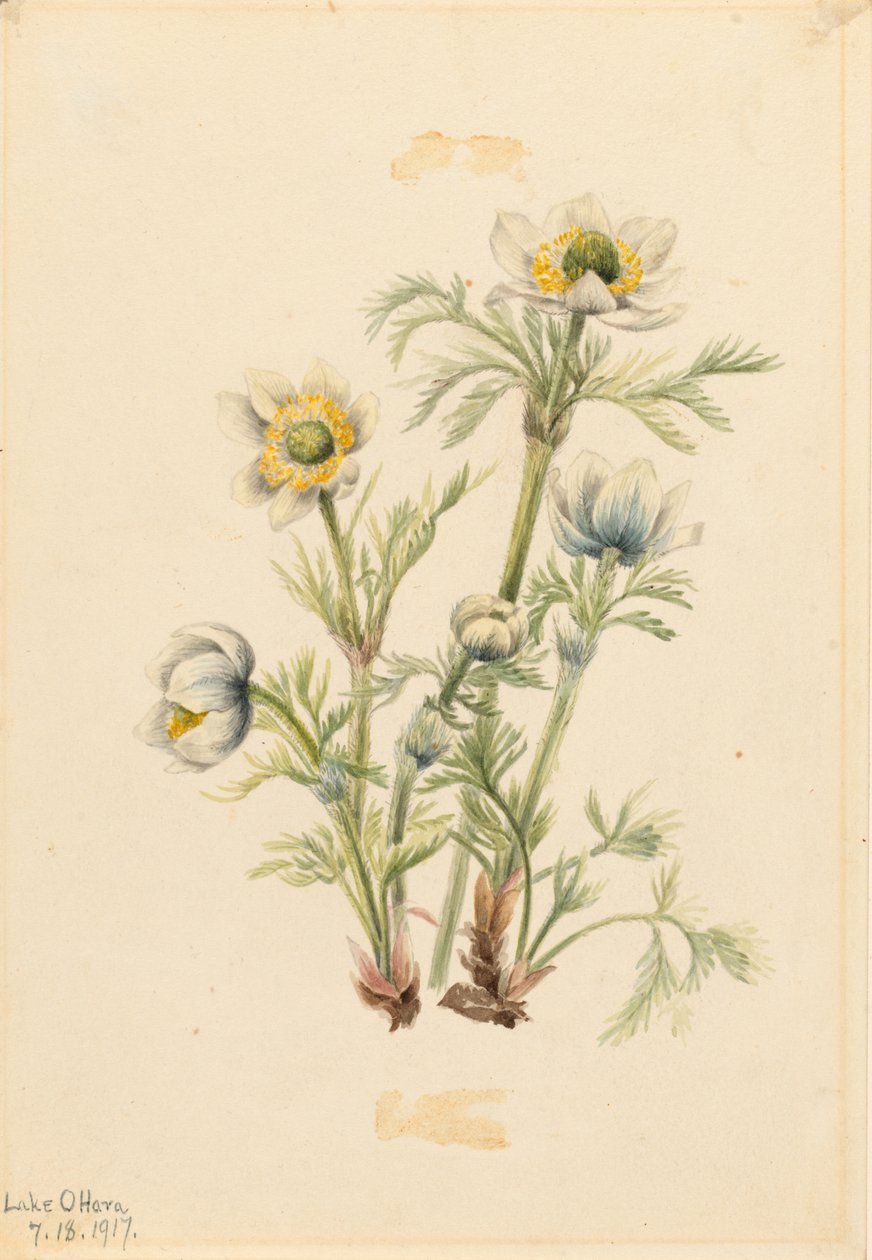 Plume Anemone by Mary Vaux Walcott