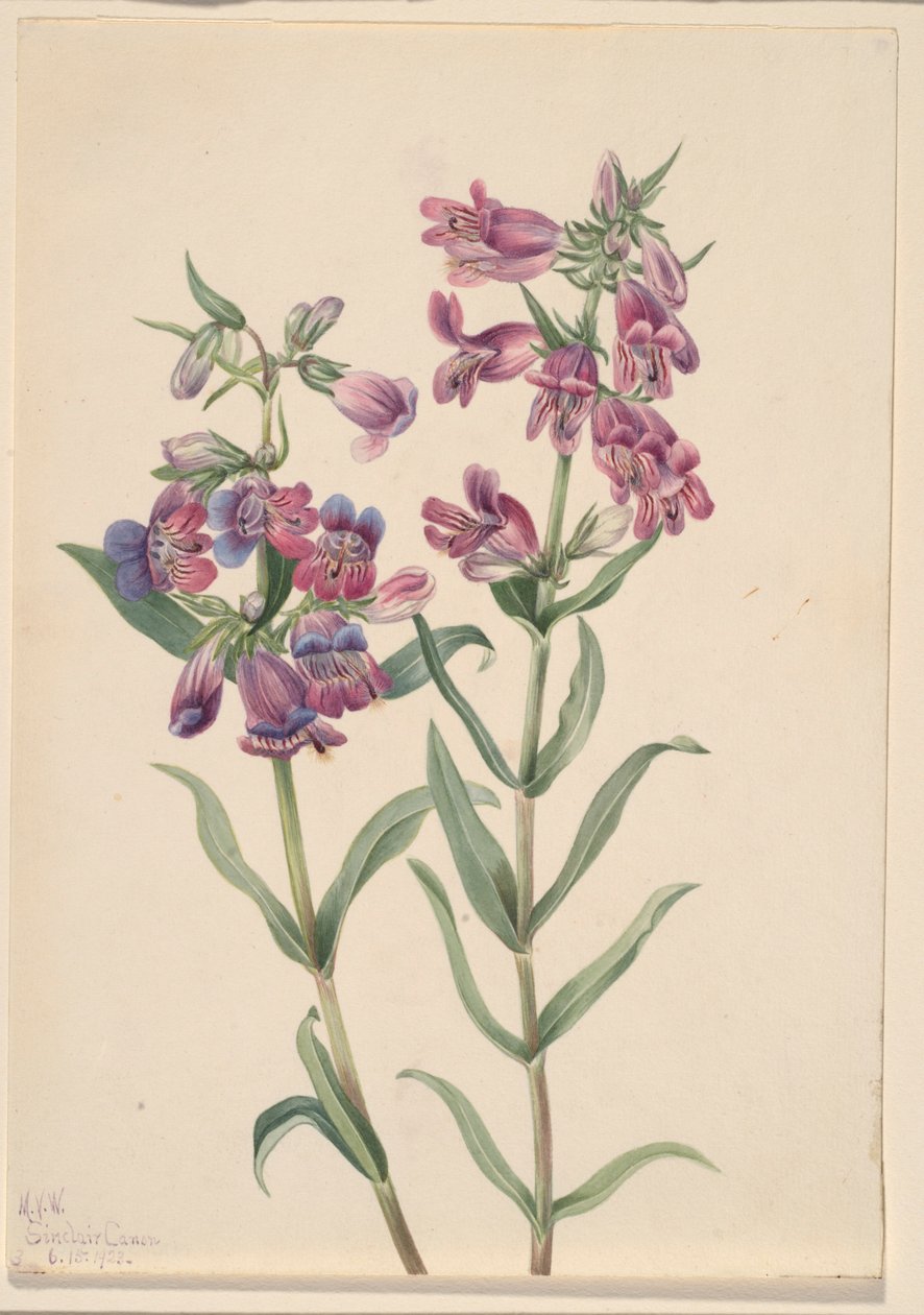 Prairie Pentstemon by Mary Vaux Walcott