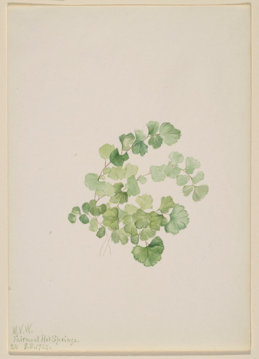 Puccoon by Mary Vaux Walcott