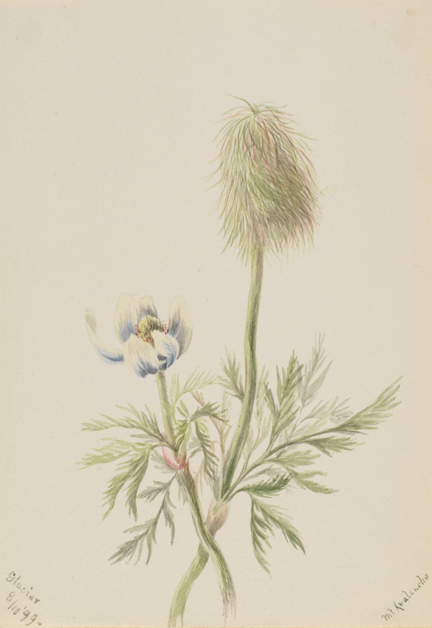 Pulsatilla Occidentalis by Mary Vaux Walcott