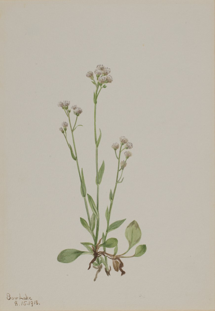 Pussy-Toes Antennaria Racemosa by Mary Vaux Walcott