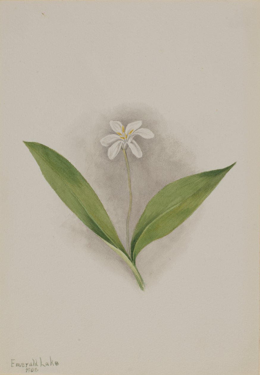 Queencup (Clintonia uniflora) by Mary Vaux Walcott