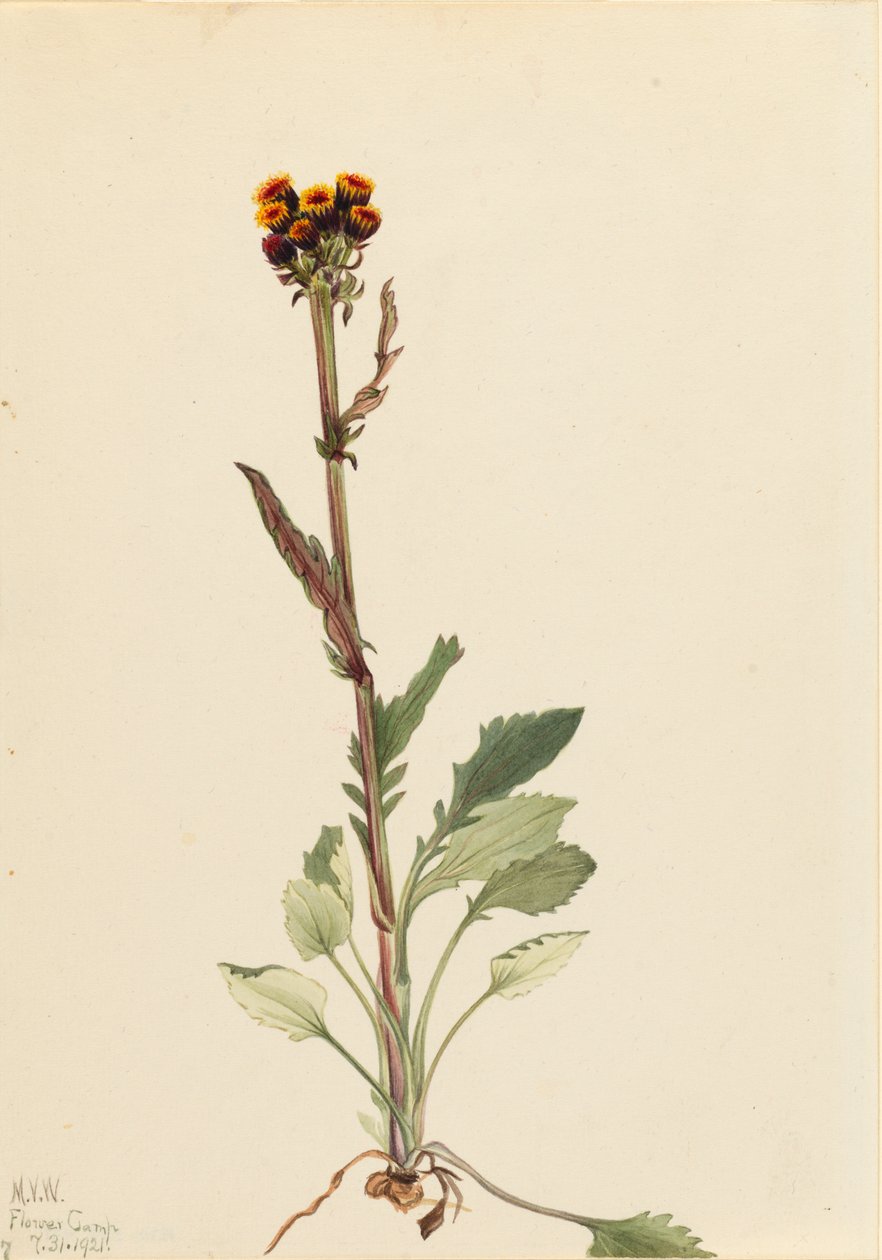 Rayless Groundsel Senecio Pauciflorus by Mary Vaux Walcott