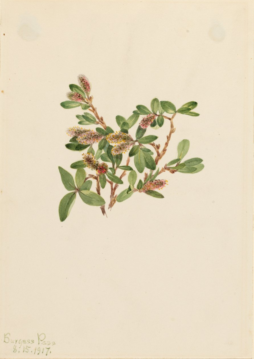 Rock Willow Salix petrophila by Mary Vaux Walcott