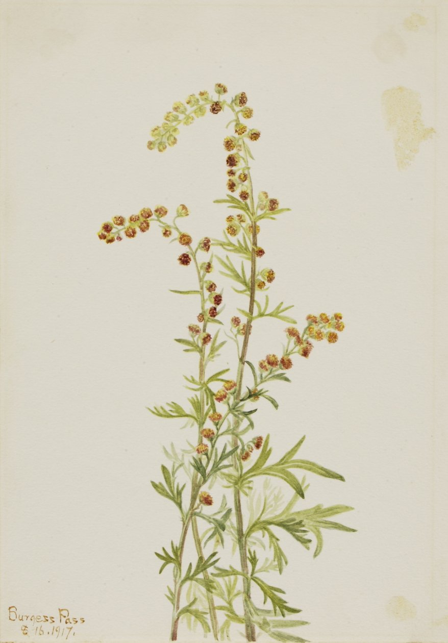 Rock Wormwood by Mary Vaux Walcott