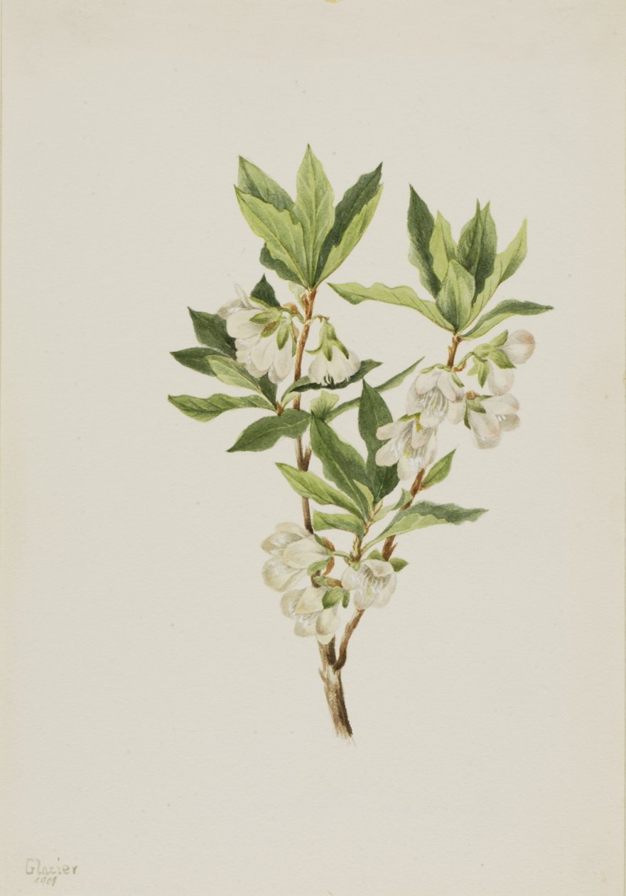 Rocky Mountain Rhododendron Rhododendron Albiflorum by Mary Vaux Walcott