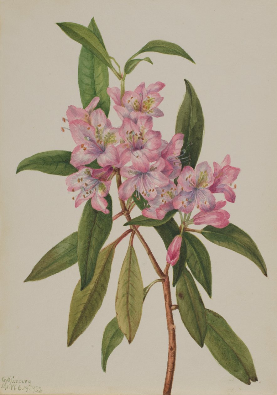 Rose-Bay Rhododendron Rhododendron carolinianum, 1932.  by Mary Vaux Walcott