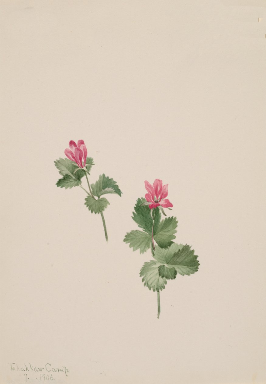Rubus articus by Mary Vaux Walcott