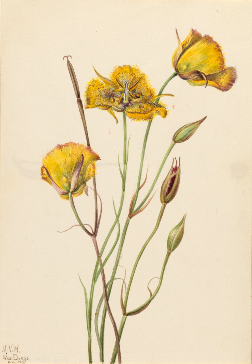 San Diego Mariposa by Mary Vaux Walcott