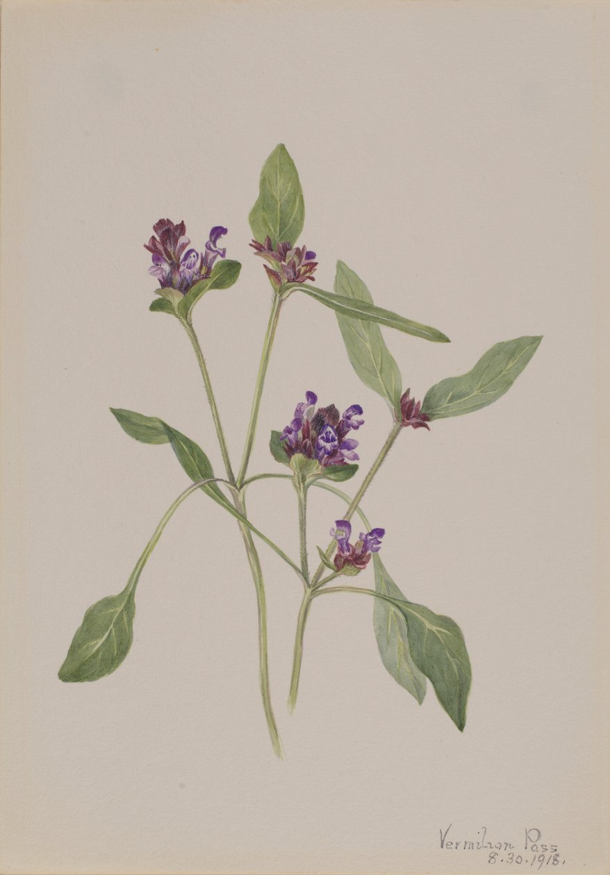 Self-Heal (Prunella vulgaris) by Mary Vaux Walcott