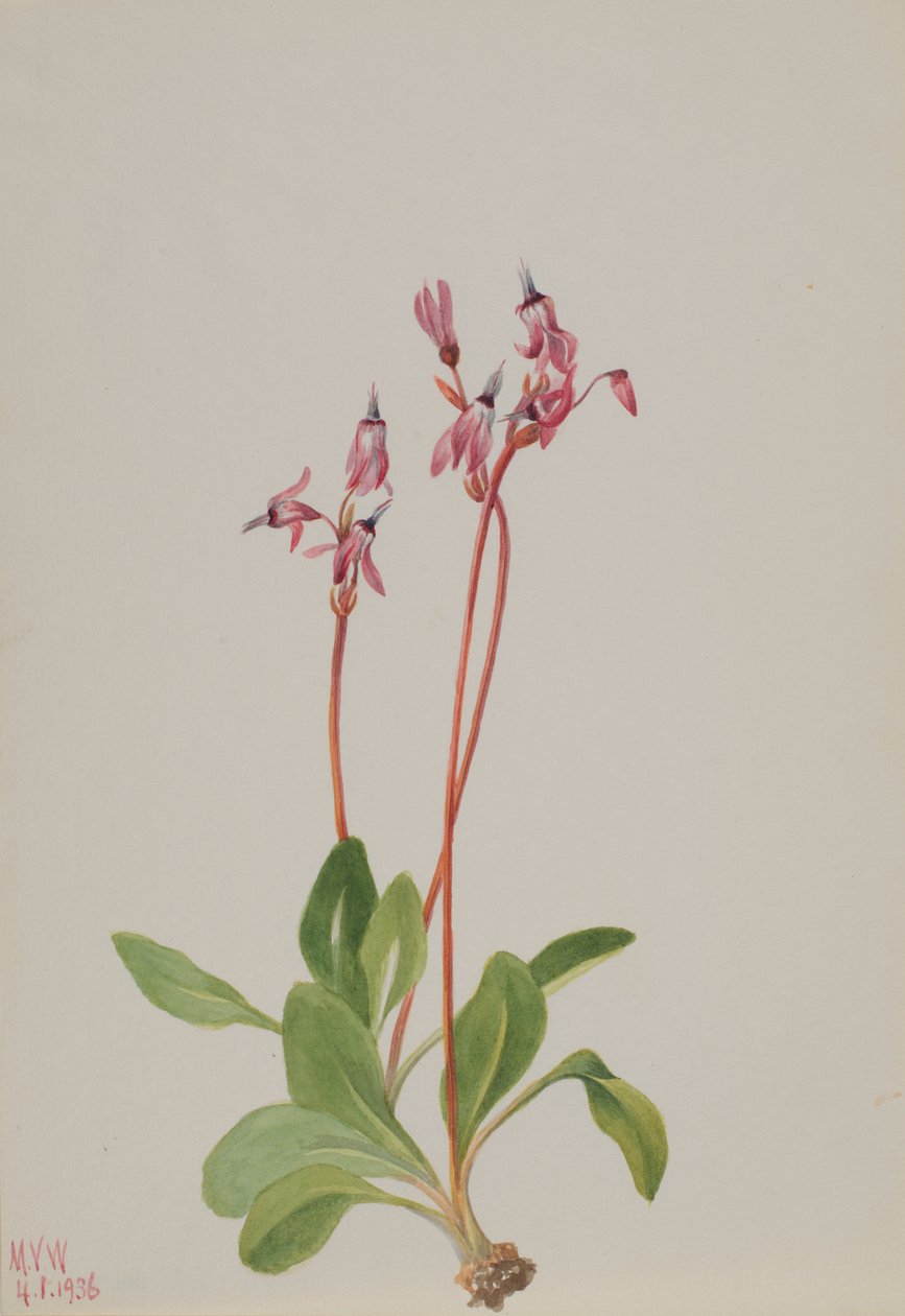 Shooting Star (Dodecatheon hendersonii) by Mary Vaux Walcott