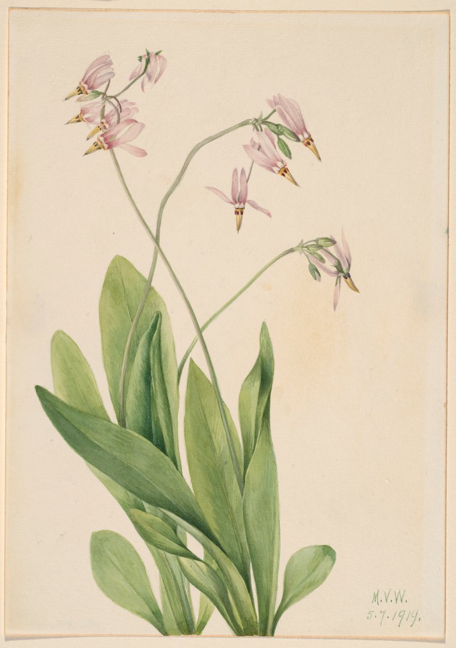 Shooting Star by Mary Vaux Walcott