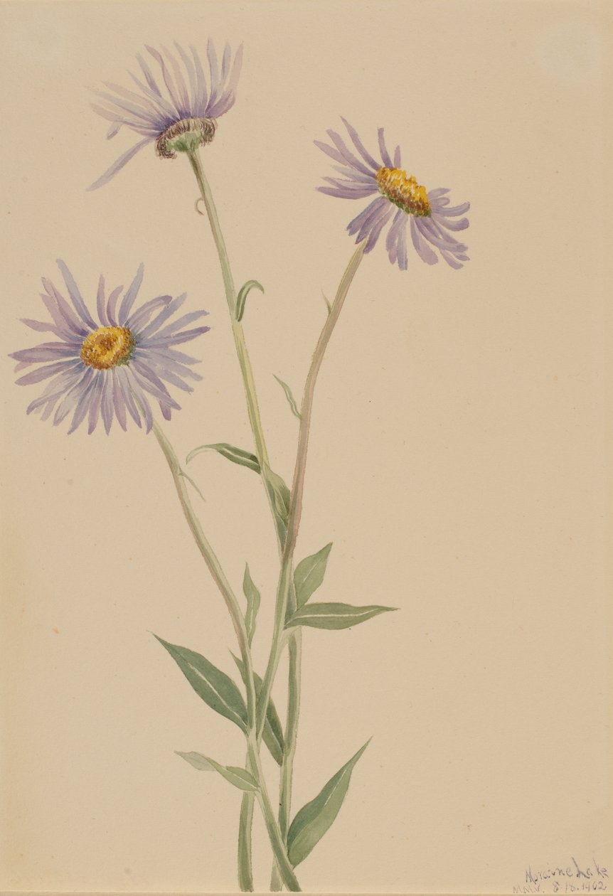 Showy Fleabane Erigeron salsuginosus, 1902.  by Mary Vaux Walcott