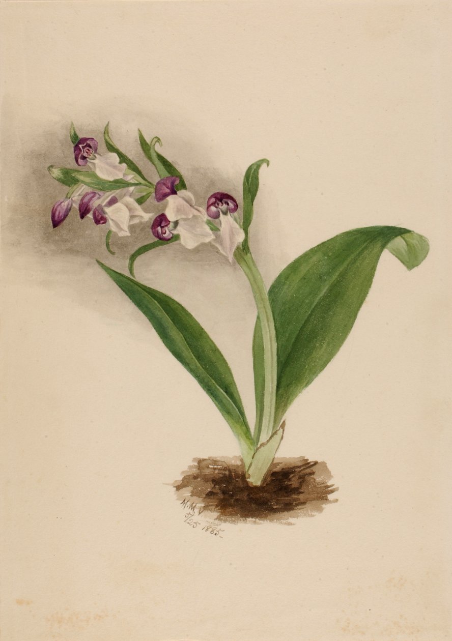Showy Orchids, 1885 by Mary Vaux Walcott
