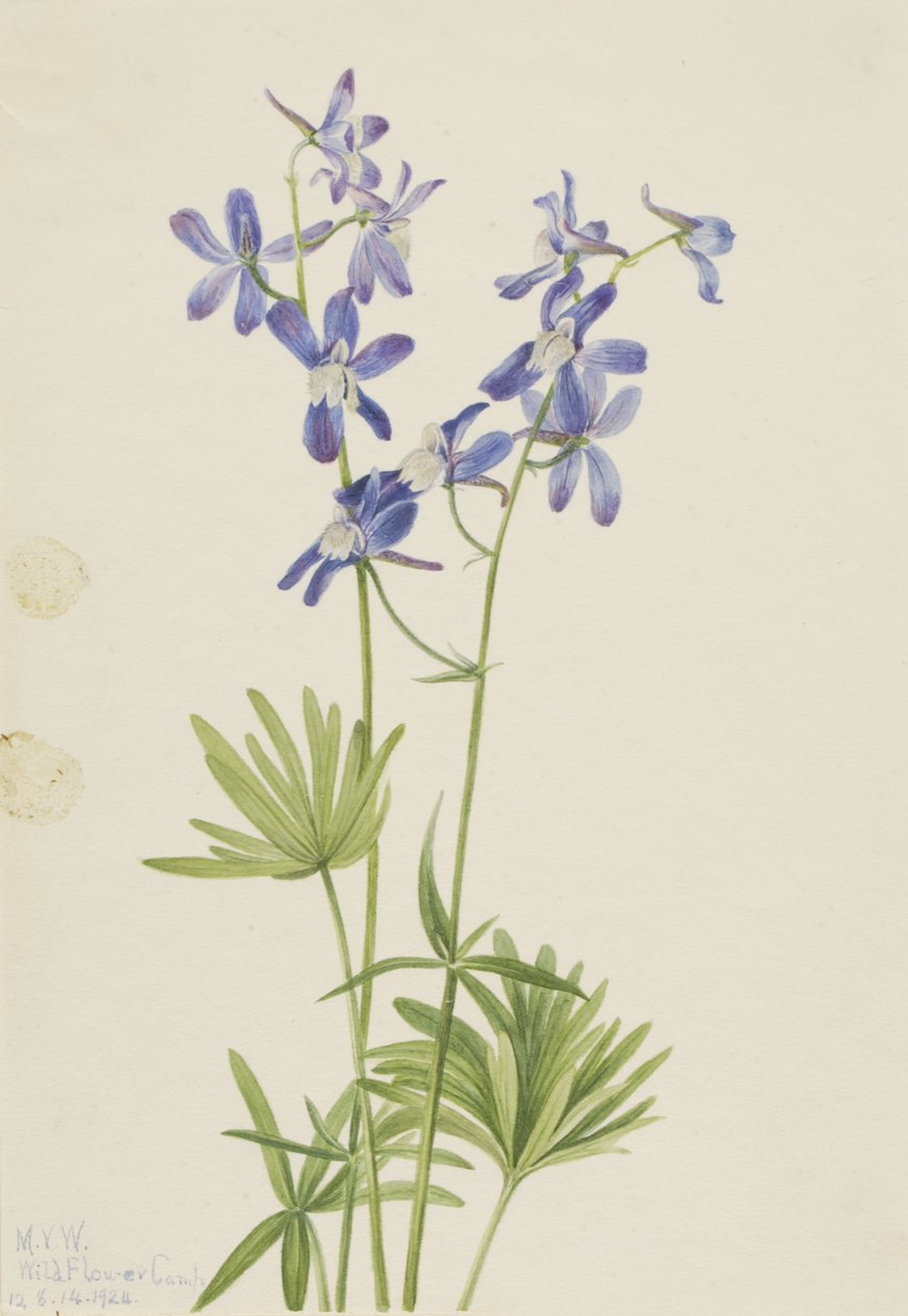 Slim Larkspur by Mary Vaux Walcott