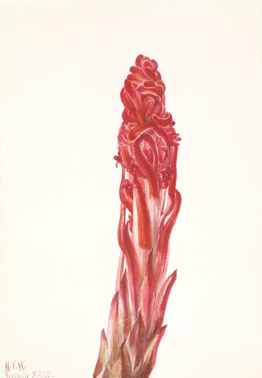 Snow Plant by Mary Vaux Walcott