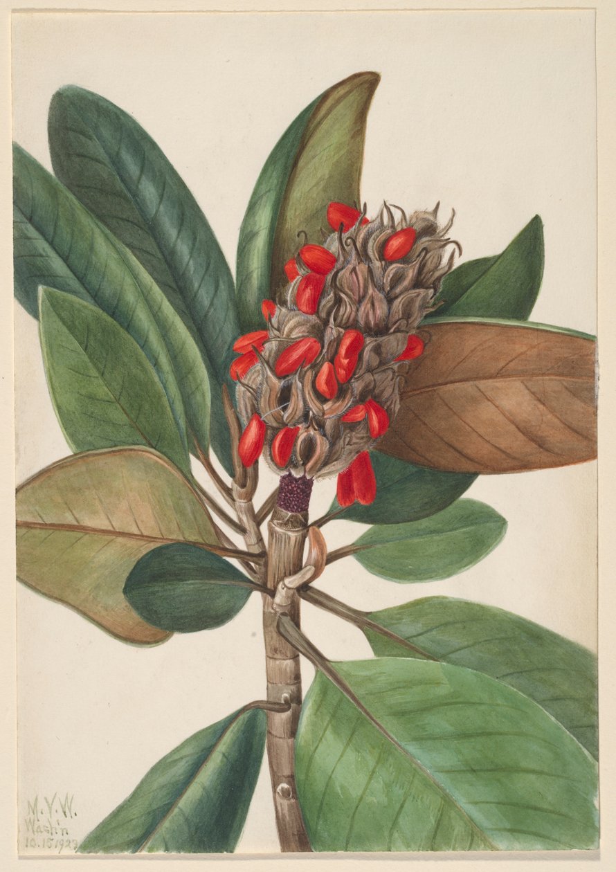 Southern Magnolia by Mary Vaux Walcott